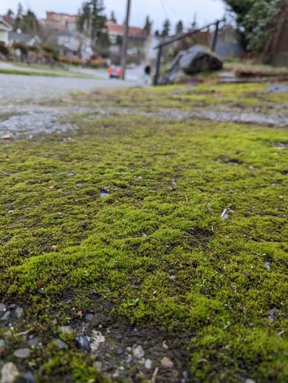 Close-up photo of moss growing on pavement with houses and a car in the distance out of focus.