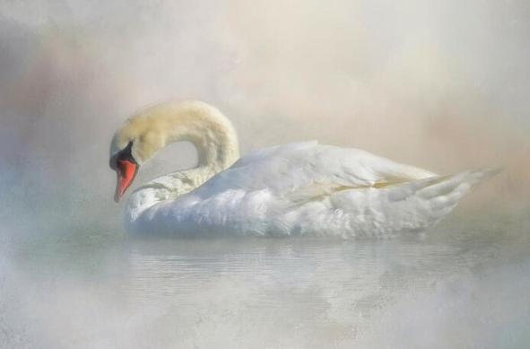 A photograph of a white mute swan with it’s neck curved into a U shape, swimming in the pond water with early morning fog swirling around him.
#swan #swans #muteswan #bird #birds #cygnusolor #waterfowl #wildlife #MastoPhotography 
#photography #Fediverse #ArtMatters #AYearForArt