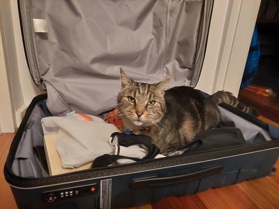 Tabby cat in a suitcase, sitting on clothes.