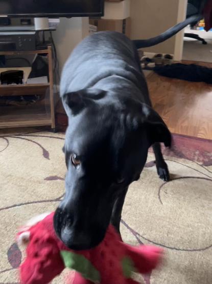 Large black dog standing in middle of a living room. He is shaking a Santa red and green dinosaur while the dog looks forward towards the camera