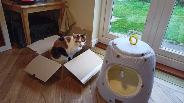 TK, a Calico cat, sitting in a cardboard box which is next to an elaborate cat bed which has remained unused by all 4 of our cats since I told my wife it wasn't worth buying, but she went ahead anyway.
