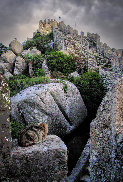 Castelo dos Mouros in POrtugal, and a cat at the bottom of the stone pathway.