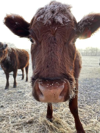 Cupcake on a frosty morning. The hairs on the top of her head are coated with frost.