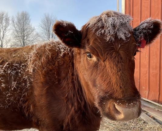 Another shot of Cupcake. The long hairs on the top of her head and the top of her back are coated with frost.