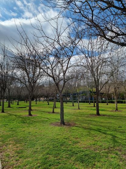 Rows of bare trees growing out of a flat section of green grass