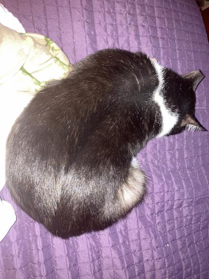 A black and white tuxedo cat is curled up on a purple quilt. Under him is a beige pajama pant leg. His black fur is very shiny!