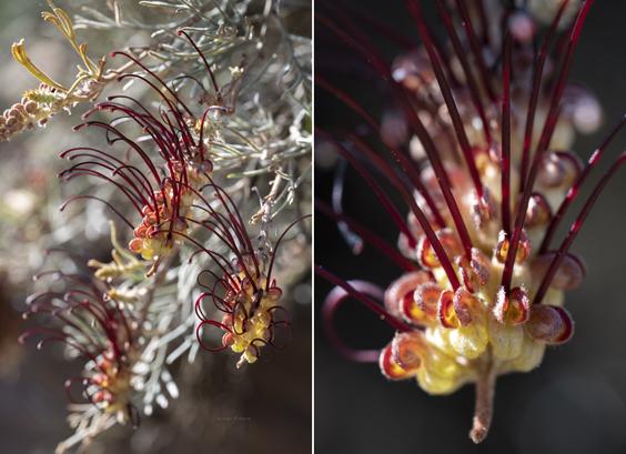Grevillea calliantha - endangered Western Australian grevillea growing and flowering in the garden. Grafted plant in south east New South Wales.