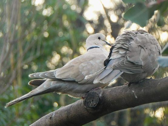 two turtledoves on a tree branch seen from behind, with the one on the left looking to the right, so its face is visible