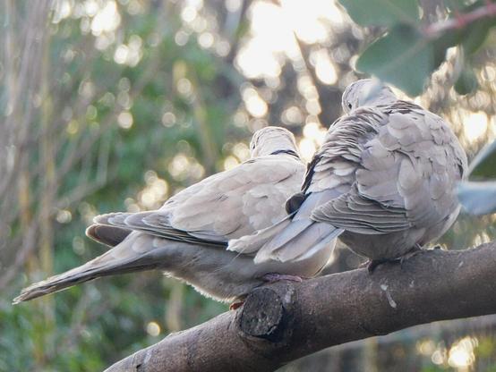 the same turtledoves, but the one on the left is now turned around