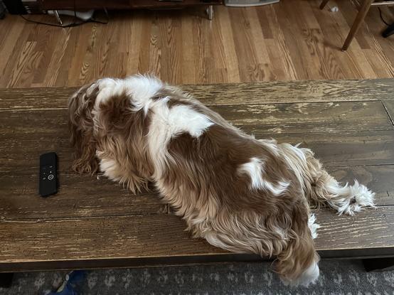 A brown and white (Blenheim) Cavalier King Charles dog laying on a coffee table sleeping.