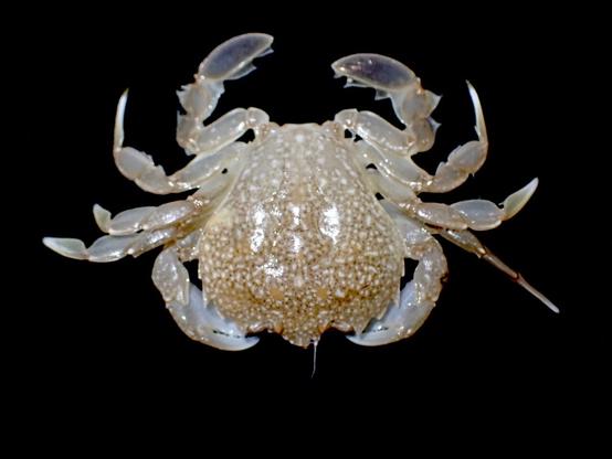 A brown and white mottled crab sits on a black background. It is photographed from above. It’s last legs have flattened ends, like paddles.