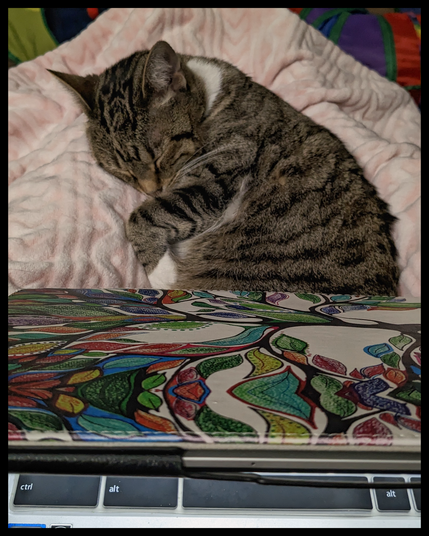 A grey tabby kitten sleeping on a light pink blanket with a digital tablet in the foreground that's folded somewhat closed. The young cat is curled between her owner's calves while said owner gets in some quality insomnia writing time.