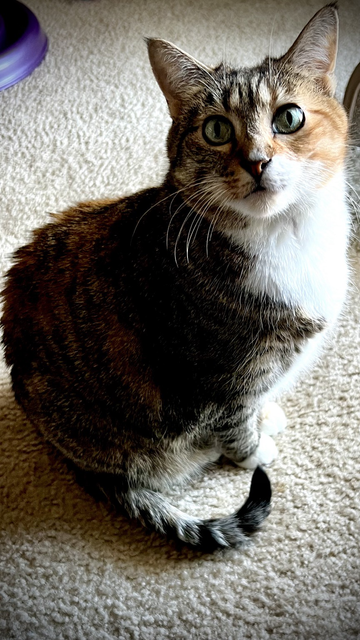 A cat sits in profile half illuminated by the sun. A curly tail below.