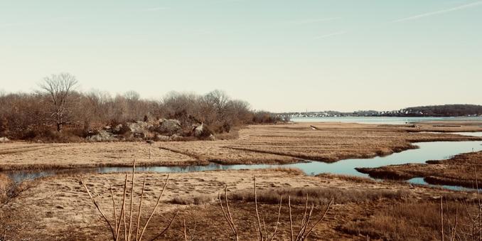 A landscape photograph looking northeast across the Rock Island Cove Marsh from State Street on Hough’s Neck, Quincy, Massachusetts, USA. Bare sumac limbs frame the bottom of the photo, and branching tidal channels cut through the marsh in the middle ground. The marsh is brown in winter dormancy. At left center, a knob of Mattapan Volcanics is a headland projecting into the marsh. It is covered with trees, and the abandoned quarry is further east, beyond the trees. My photo.