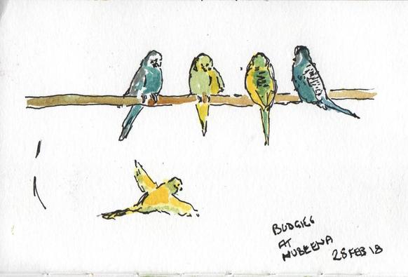 Budgerigars on a perch. One flying below