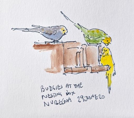 Budgerigars on a nesting box.