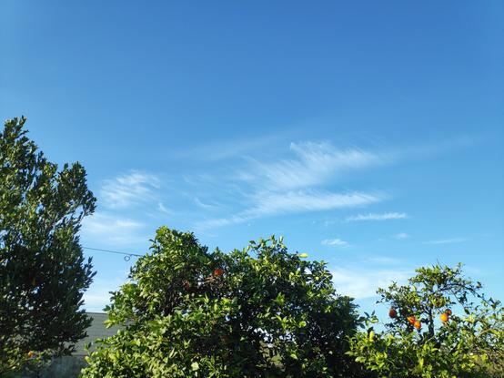 Se ven, sobre un cielo despejado, cirros pequeños, muy filamentosos (su forma típica) y blancos. En la parte de abajo se ve la copa de dos naranjos y un laurel. Sobre la copa del naranjo del centro se ve la luna menguante, muy pequeña porque la foto coge mucho campo de cielo.