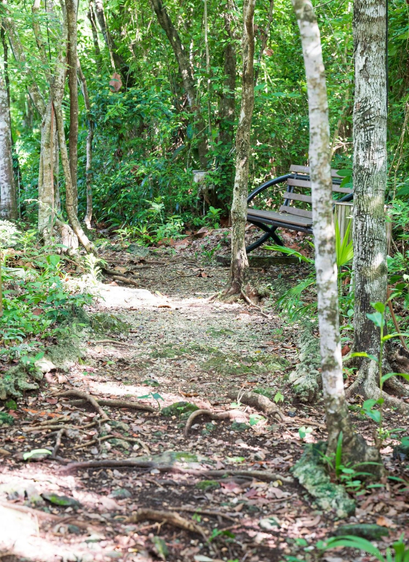 A bench is visible amongst trees next to a path.