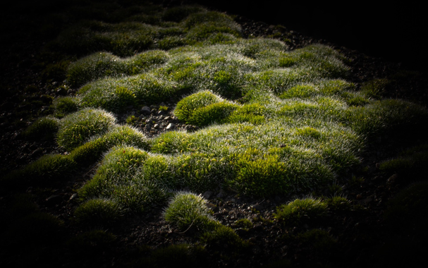 Macro photo of moss covered with dew