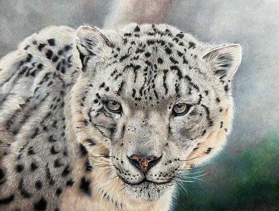 Coloured pencil drawing of the right shoulder and face of a snow leopard against a blurry background.