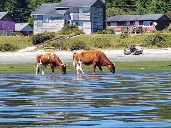 Opitsaht, Ahousaht village. Cows on the beach.  They're grazing on seaweeds.