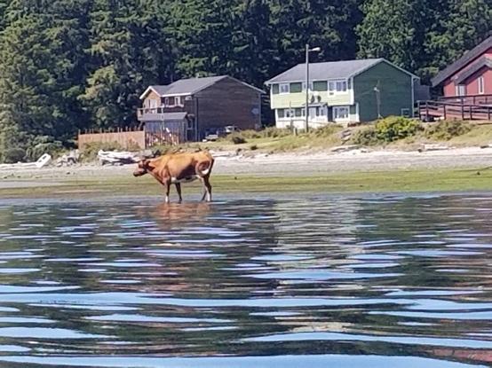Opitsaht, Ahousaht village. Cow on the beach.