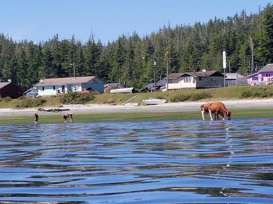 Opitsaht, Ahousaht village. Cows on the beach.  They're grazing on seaweeds.