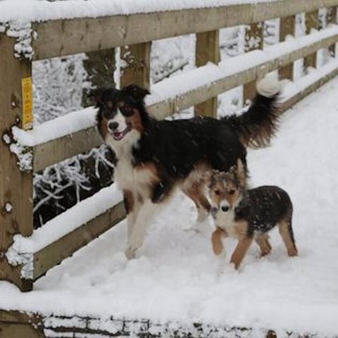 Photo of 2 Welsh Collies, one much larger than Hilde (but only 6 months older), standing on a snow covered wooden bridge over a shallow river in Powys.