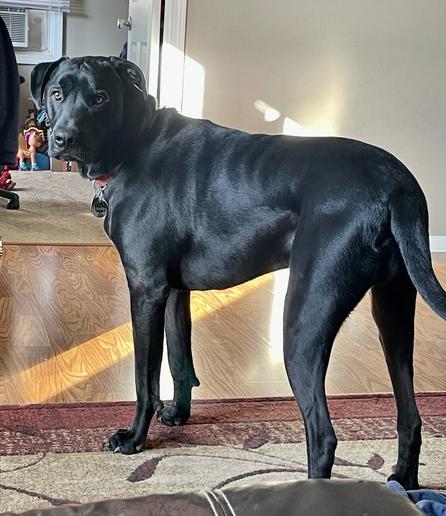 A handsome black shorthair big dog with red collar buried in neck fur. He’s standing sideways, facing the observer’s left, and looking at the camera. A sunbeam stretches across the floor.