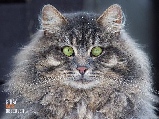 Close up portrait of a fluffy tabby cat
