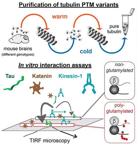 Schematic visualization of the article's synopsis