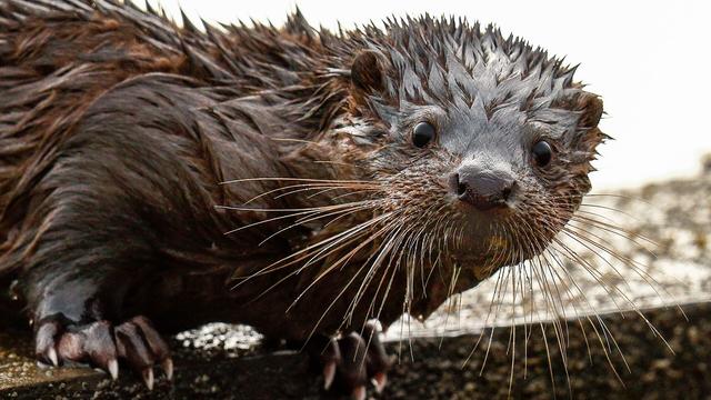 A young Otter looking right at the camera, only a few yards away.