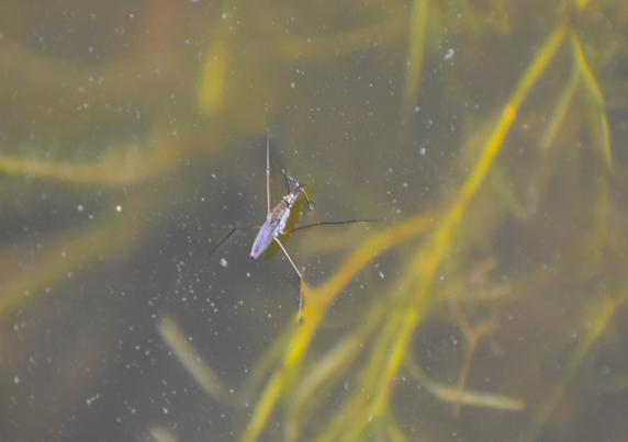 A little pond strider, long legs extended, sits on a pond with plant growth visible through underneath the water surface. the body has a light blueish-gray colouring.