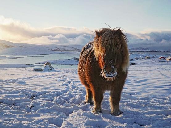 Picture shows a chestnut Shetland pony standing in the snow.he is looking towards the camera with ears pricked and snow on his muzzle