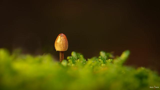 Makroaufnahme. Kleiner orangebrauner Pilz, steht im Moos. Der Hut des Pilzes hat Rillen und glänzt. Ein winziger Tropfen hängt am linken Rand des Hutes.