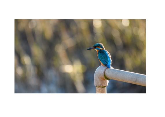 Kingfisher in the winter sunshine