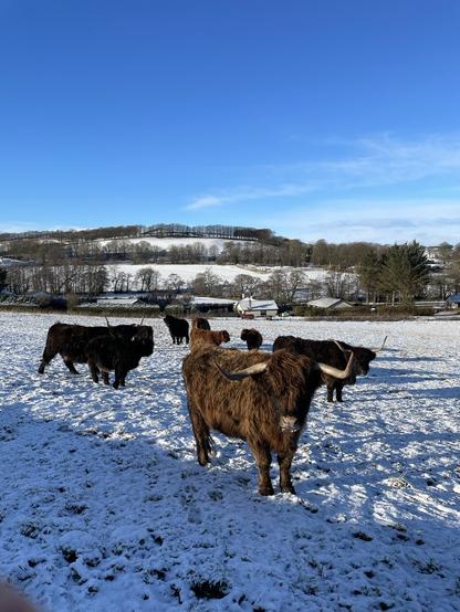Image captured from head height, shows a snowy scene, a field with several Highland Cows standing under a blue sky. The closest cow, brown, stares ij the direction of the photographer. There are several calves amongst the small herd. Some are black, some brown. Long shadows cross the fields from the low sun off to the left of the image. In the background we see snow Conrad hills with trees and hedgerows.