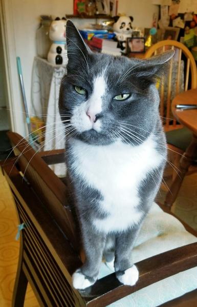 My gray tuxedo cat, looking grumpy.