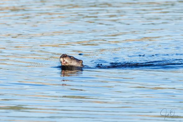 The head of an otter lifts above the surface of a lake, its mouth open as though eating some kind of prey. The surface of the lake is pale blue and yellow in the late afternoon sunlight, but the otter's wake is deep inky blue.
