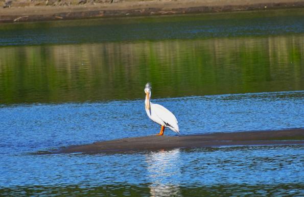 A white pelican is standing on a sandbank in the middle of the river, its head turned sharply to the left, looking right at the camera. The wind is waving tussles of feathers on top of its head,  in a attempted imitation of Boris Johnson. I do suspect though that that is where the similarity ends, as the pelican seems to dislike the attention....