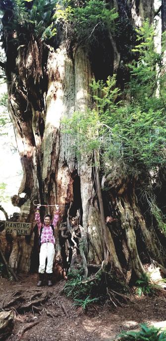 Me, holding my cane up at the base of a huge & ancient old growth cedar tree.