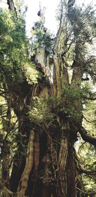 Ancient tree, well over 700 yrs old.