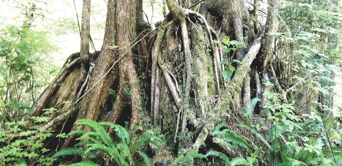A family of old growth trees & their raised roots, intertwined.
