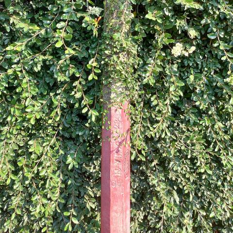 La parte superior de un poste rojo de cemento es envuelto por tallos y hojas.

The upper part of a red concrete post is enveloped by leaves and branches.