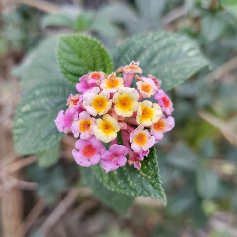 Un grupo de flores rosas y amarillas sale del extremo de un tallo verde.

A cluster of pink and yellow flowers grows on top of a green stem.
