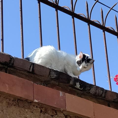 Un gato blanco mira al suelo desde lo alto de una barda de ladrillo.

A white cat looks down from the top of a brick wall.