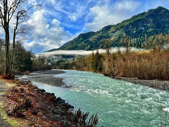 A thin line of horizontal low clouds bisects this rich landscape. Above this line is a steep mountain covered in a verdantly green coniferous forest; a brilliant blue sky with white clouds fills the background. Below the thin line a river enters the photo mid frame flowing southeast off the landscape, its surface frothy in places with small rapids. Unexpectedly the river appears silver and a light shade of green. Its shores are lined with leafless birch, boulders and one large leafless big leaf maple tree on the left. There are a few rocky bars exposed in the river. The combination of leafless trees and autumn colored vegetation on the shores with evergreen trees on the mountain is intensely beautiful, evoking a desire to protect this living river, its inhabitants, its landscape.