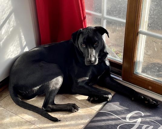 Beautiful large black LabraDane laying, half sitting up, between front of refrigerator and sliding glass door with sunshine pouring through. There is a small pulled back portion of a red curtain down to the floor behind the dog. The dog is looking at the camera.