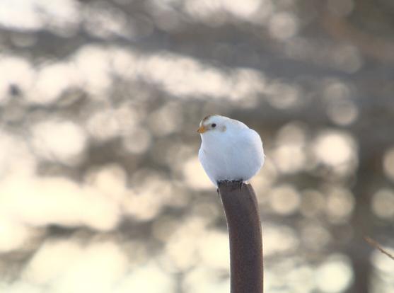 White bird sitting on a pipe. McKay's bunting.