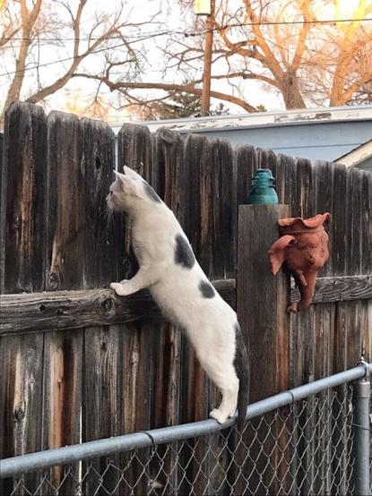 Luna standing up with her back legs on the top of a metal fence, as she leans her front paws on a wooden fence belonging to a Next-door neighbor. She is looking through a crack in the wooden fence.